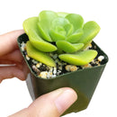 Aeonium Lily Pad, succulent plant, Succulents shop near me, how to grow succulents, monthly succulents, Succulents, succulent care guide, cactus, indoor succulents, Aeonium Lily Pad in California