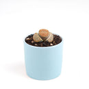 How to grow Lithop, rare succulents, rare succulents for sale, unique succulents, buy succulents online, rare succulent, succulent shop, unusual succulents, succulent store, succulents online, indoor succulents, care tips for growing Lithops Succulents