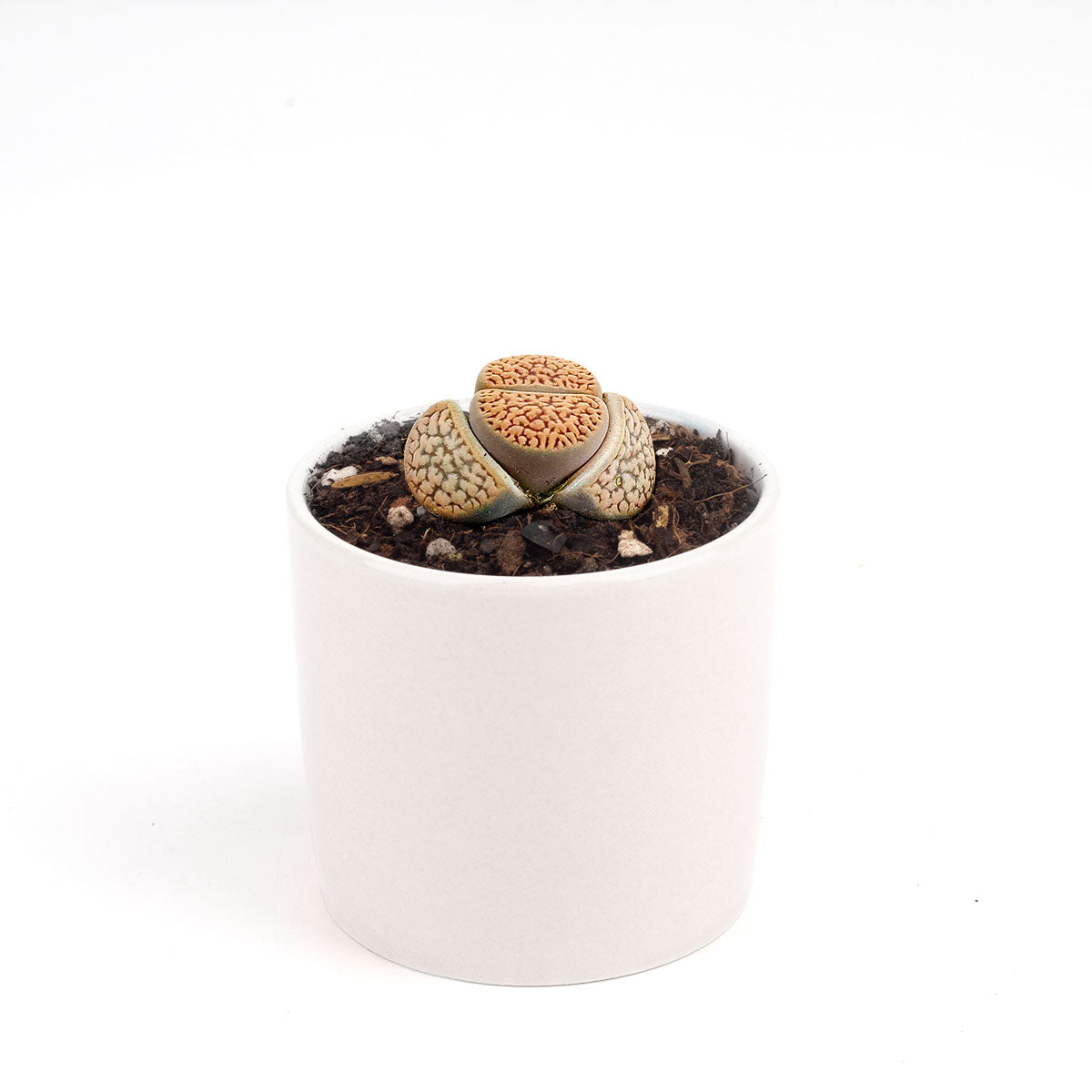 Lithop for sale, Rare succulents, succulent care guide, indoor succulents, Succulents, succulent plant, cactus, succulent care, Succulents shop near me, Lithop in California, How to grow Lithop, rare succulents, rare succulents for sale, unique succulents, buy succulents online, rare succulent, succulent shop, unusual succulents, succulent store, succulents online, indoor succulents