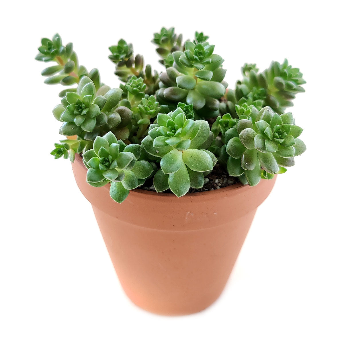 sedum little gem, cremnosedum little gem, succulents garden, succulents shop in California, succulent subscription, Succulents shop near me, how to grow succulents, succulent care tips, cactus, succulent plant, sedum little gem in California, How to grow sedum little gem