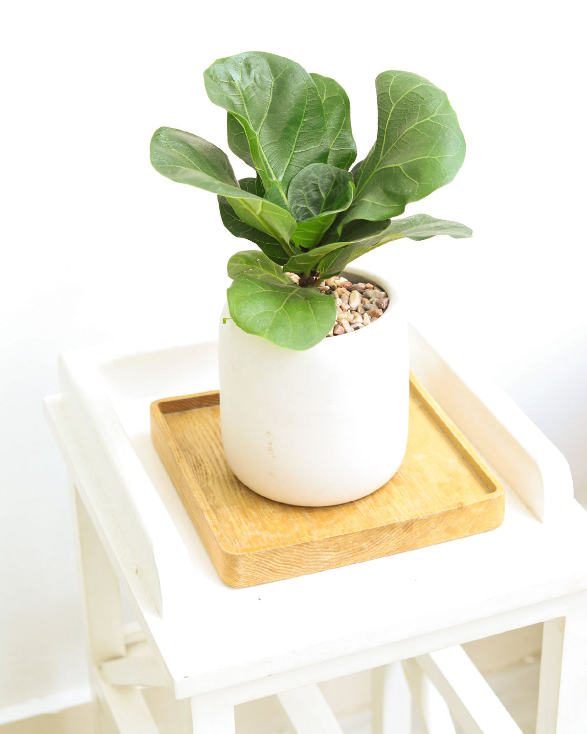 little sunshine fiddle leaf fig Ficus Lyrata Little Sunshine
