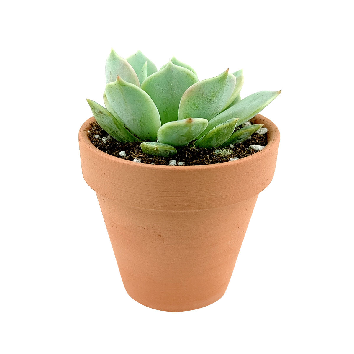 lola succulent care Echeveria Lola Succulent
