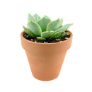 buy succulents online, succulent shop, succulent store, echeveria plant, indoor succulents