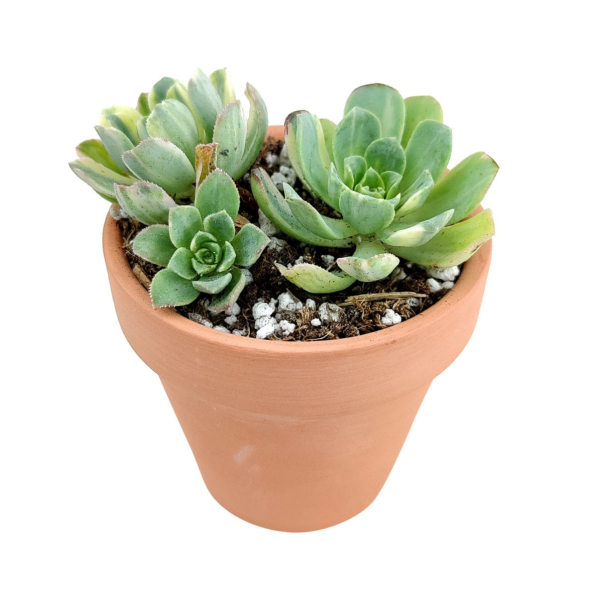 Aeonium Arboreum Luteovariegatum, succulents shop in California, Rare succulents, succulents store in CA, succulent care, monthly succulents, indoor succulents, how to grow succulents, Succulents shop near me, Aeonium Arboreum Luteovariegatum in California, How to grow Aeonium Arboreum Luteovariegatum