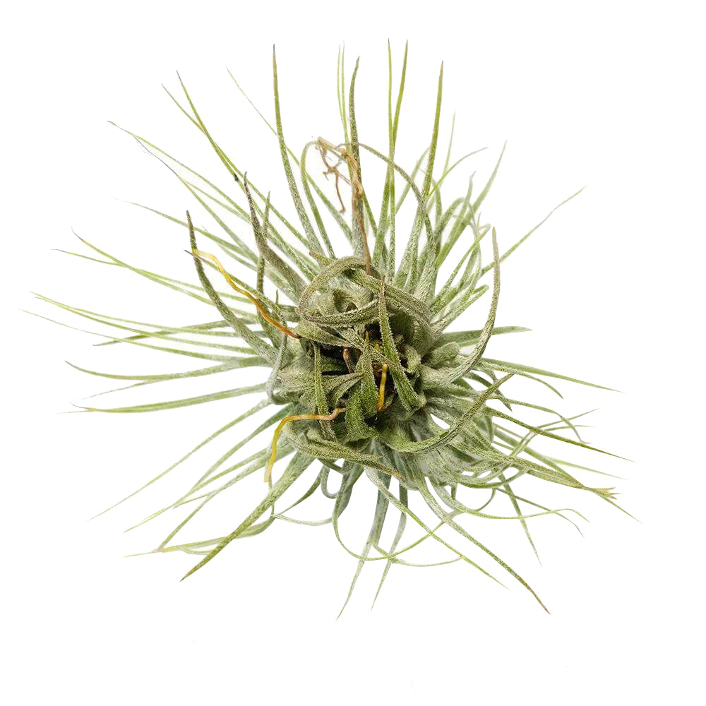 magnusiana air plant Tillandsia Magnusiana Air Plant | Air Plants Care Guide | Unique Gift Ideas