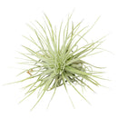 Tillandsia Air Plant Care, Tillandsia Magnusiana Air Plant for sale, How to grow indoor air plant, air plant gift subscription box monthly, air plant decor ideas