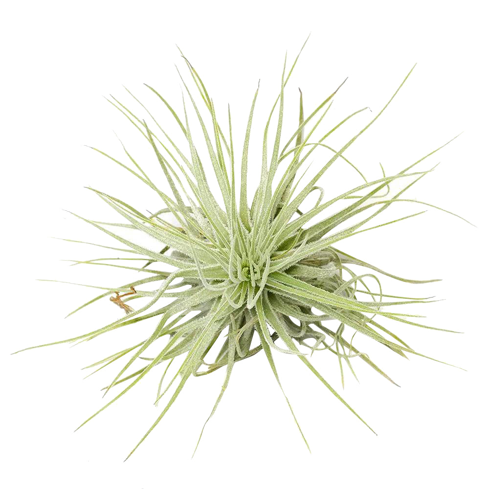 Ionantha Guatemala, how to propagate anthurium, tillandsia ionantha guatemala, ionantha guatemala air plants, ionantha guatemala care