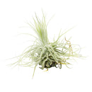 Tillandsia Air Plant Care, Tillandsia Magnusiana Air Plant for sale, How to grow indoor air plant, air plant gift subscription box monthly, air plant decor ideas