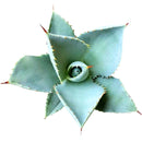 succulent, agave succulent, indoor, outdoor, Succulents shop near me, indoor succulents, Rare succulents, how to grow succulents, monthly succulents, succulent subscription, succulents garden, succulent plant, agave succulent in California, How to grow agave succulent