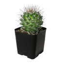 Mammillaria Fittkaui Cactus, Rare succulents, succulent care, succulent subscription, Succulents shop near me, succulents garden, how to grow succulents, succulents store in CA, succulent care tips, Mammillaria Fittkaui Cactus in California, How to grow Mammillaria Fittkaui Cactus, cactus, cactus succulent, succulent cactus, cacti, cactus and succulents, succulents box, succulent shop, buy succulents online