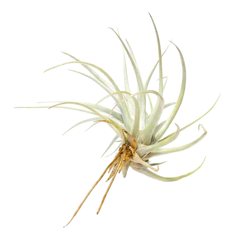 Tillandsia Mima Chiletensis air plant for sale, How to care for Mima Chiletensis air plant, How to grow Mima Chiletensis air plant indoor, unique live airplants for gift ideas, Airplant decoration ideas