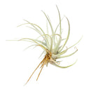 Tillandsia Mima Chiletensis air plant for sale, How to care for Mima Chiletensis air plant, How to grow Mima Chiletensis air plant indoor, unique live airplants for gift ideas, Airplant decoration ideas