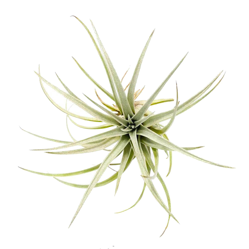Tillandsia Mima Chiletensis air plant for sale, How to care for Mima Chiletensis air plant, How to grow Mima Chiletensis air plant indoor, unique live airplants for gift ideas, Airplant decoration ideas