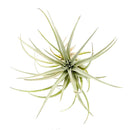 Tillandsia Mima Chiletensis air plant for sale, How to care for Mima Chiletensis air plant, How to grow Mima Chiletensis air plant indoor, unique live airplants for gift ideas, Airplant decoration ideas