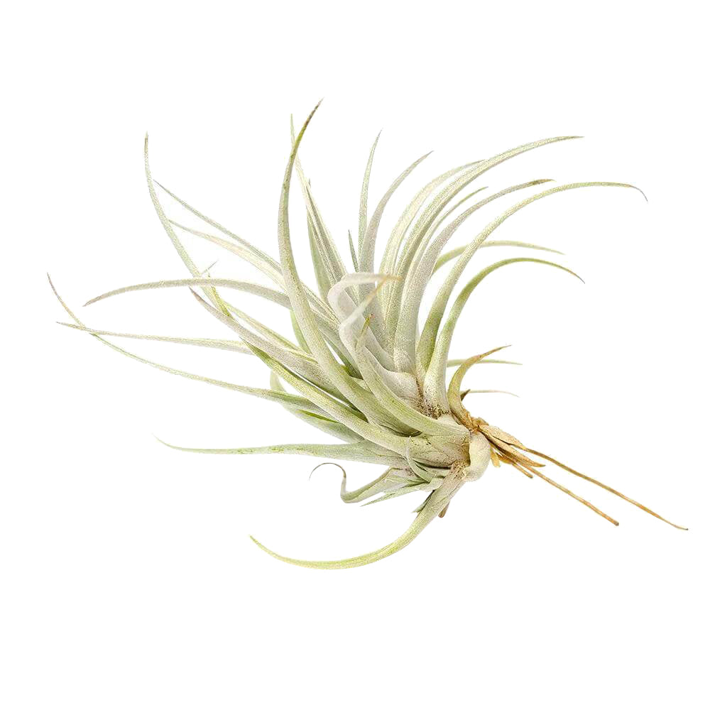 Tillandsia Mima Chiletensis air plant for sale, How to care for Mima Chiletensis air plant, How to grow Mima Chiletensis air plant indoor, unique live airplants for gift ideas, Airplant decoration ideas