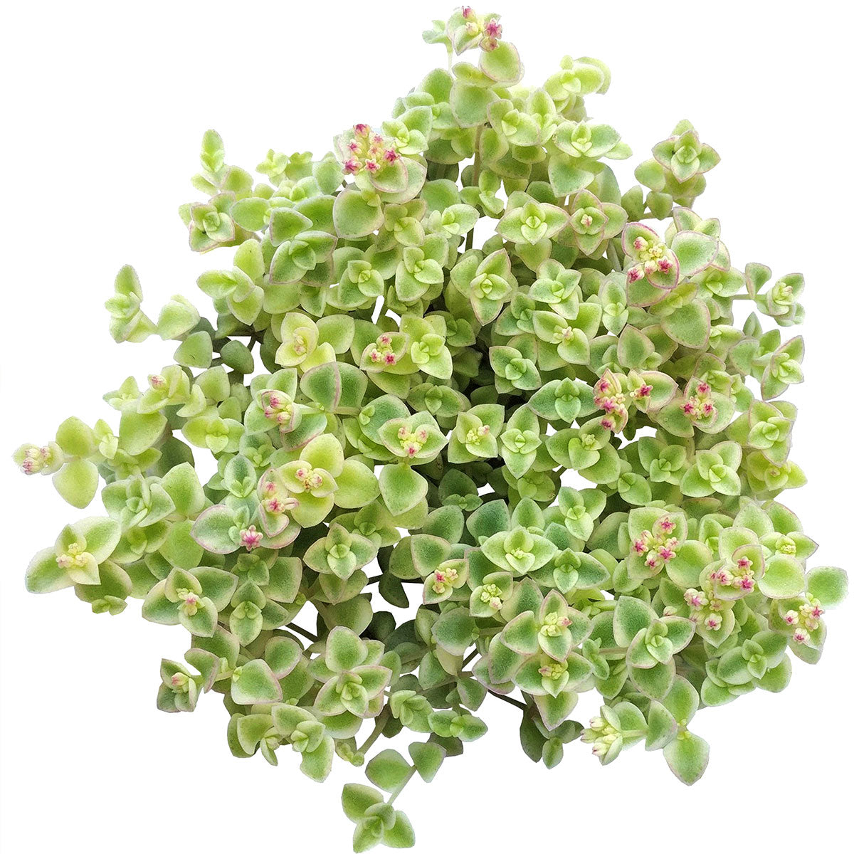little missy sedum succulent care Sedum Little Missy Succulent 2 inch by Succulents Box