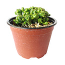 Euphorbia Cactus, Euphorbia Succulent, Monstrose Succulent, Euphorbias Plant, Unique Shape Plant, Rare Succulent, Monstrose Cactus, cactus, cactus succulent, succulent cactus, cacti, cactus and succulents, succulents box, succulent shop, buy succulents online