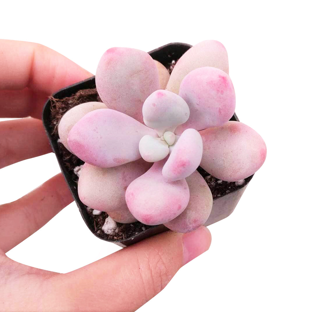 Moonstones Pachyphytum for sale, how to grow succulents, succulent plant, succulent care tips, succulent subscription, succulents garden, Succulents, Succulents shop near me, Rare succulents, Moonstones Pachyphytum in California, How to grow Moonstones Pachyphytum, rare succulents, rare succulents for sale, unique succulents, buy succulents online, rare succulent, succulent shop, unusual succulents, succulent store, succulents online