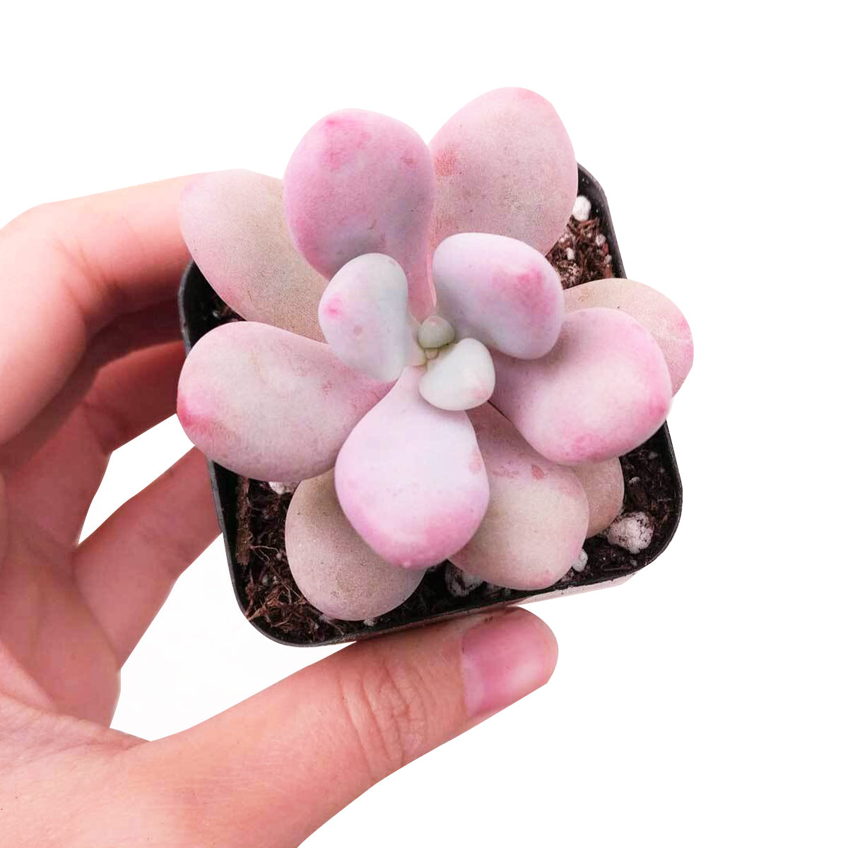 Moonstones Pachyphytum for sale, how to grow succulents, succulent plant, succulent care tips, succulent subscription, succulents garden, Succulents, Succulents shop near me, Rare succulents, Moonstones Pachyphytum in California, How to grow Moonstones Pachyphytum, rare succulents, rare succulents for sale, unique succulents, buy succulents online, rare succulent, succulent shop, unusual succulents, succulent store, succulents online