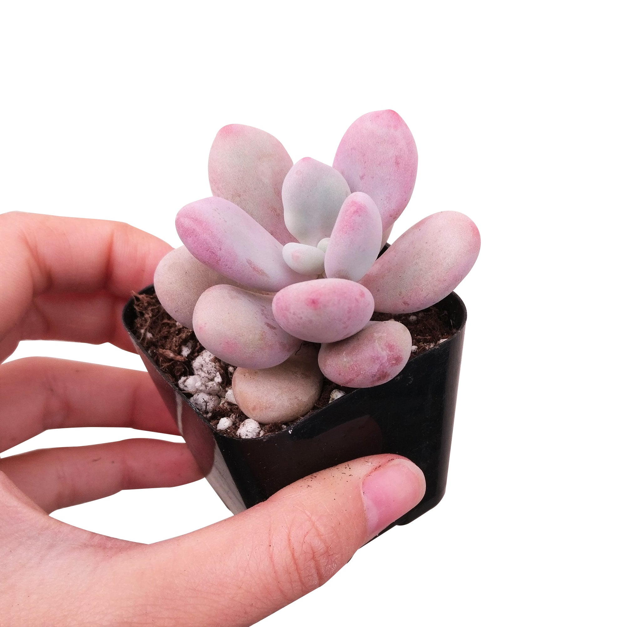 moonstone succulent plant Buy Moonstones Pachyphytum: A RARE Pink Succulent Gem 2 inch / No Pot by Succulents Box