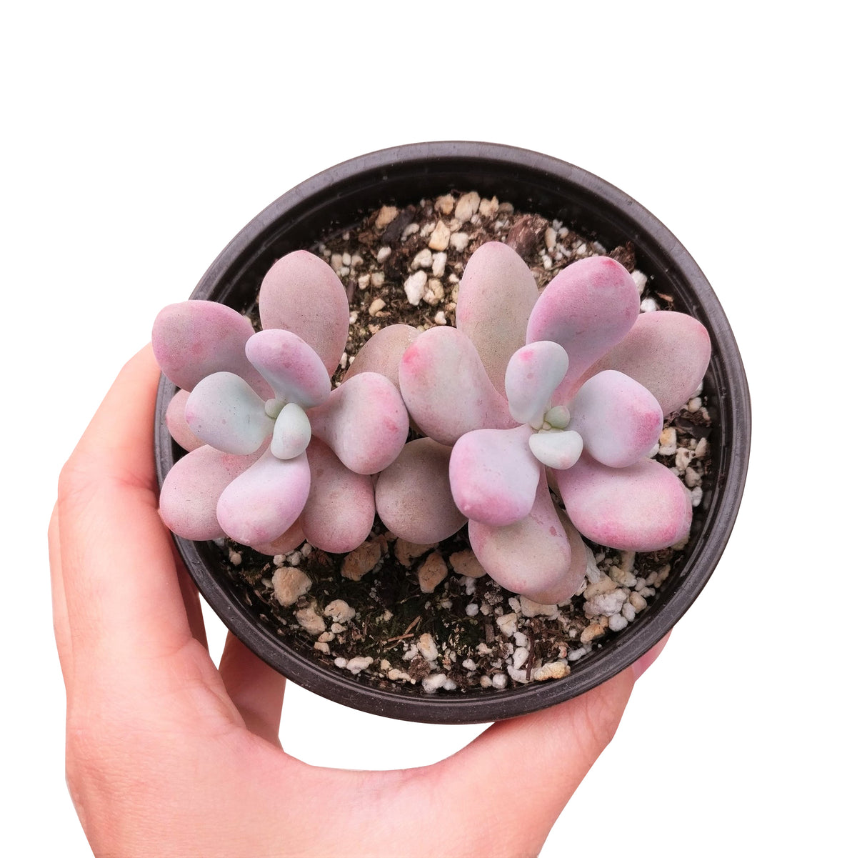 Moonstones Pachyphytum for sale, how to grow succulents, succulent plant, succulent care tips, succulent subscription, succulents garden, Succulents, Succulents shop near me, Rare succulents, Moonstones Pachyphytum in California, How to grow Moonstones Pachyphytum, rare succulents, rare succulents for sale, unique succulents, buy succulents online, rare succulent, succulent shop, unusual succulents, succulent store, succulents online