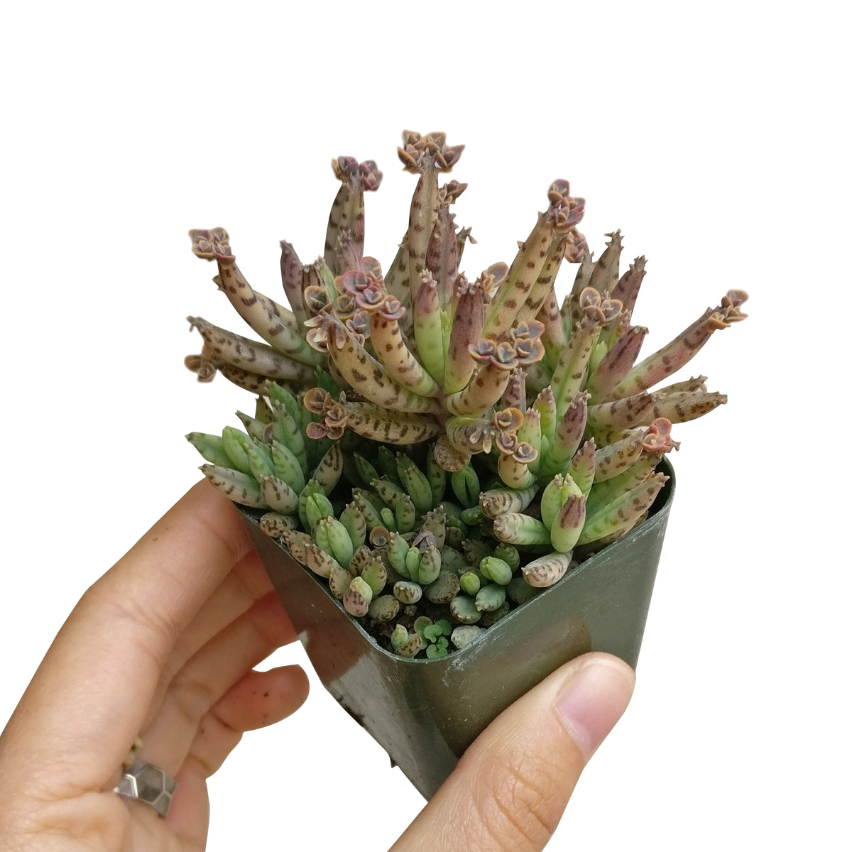 Mother of Millions Kalanchoe, succulent plant, cactus, succulent care guide, succulents store in CA, succulent care tips, succulent care, Rare succulents, Succulents shop near me, Mother of Millions Kalanchoe in California, How to grow Mother of Millions Kalanchoe