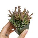 Mother of Millions Kalanchoe, succulent plant, cactus, succulent care guide, succulents store in CA, succulent care tips, succulent care, Rare succulents, Succulents shop near me, Mother of Millions Kalanchoe in California, How to grow Mother of Millions Kalanchoe