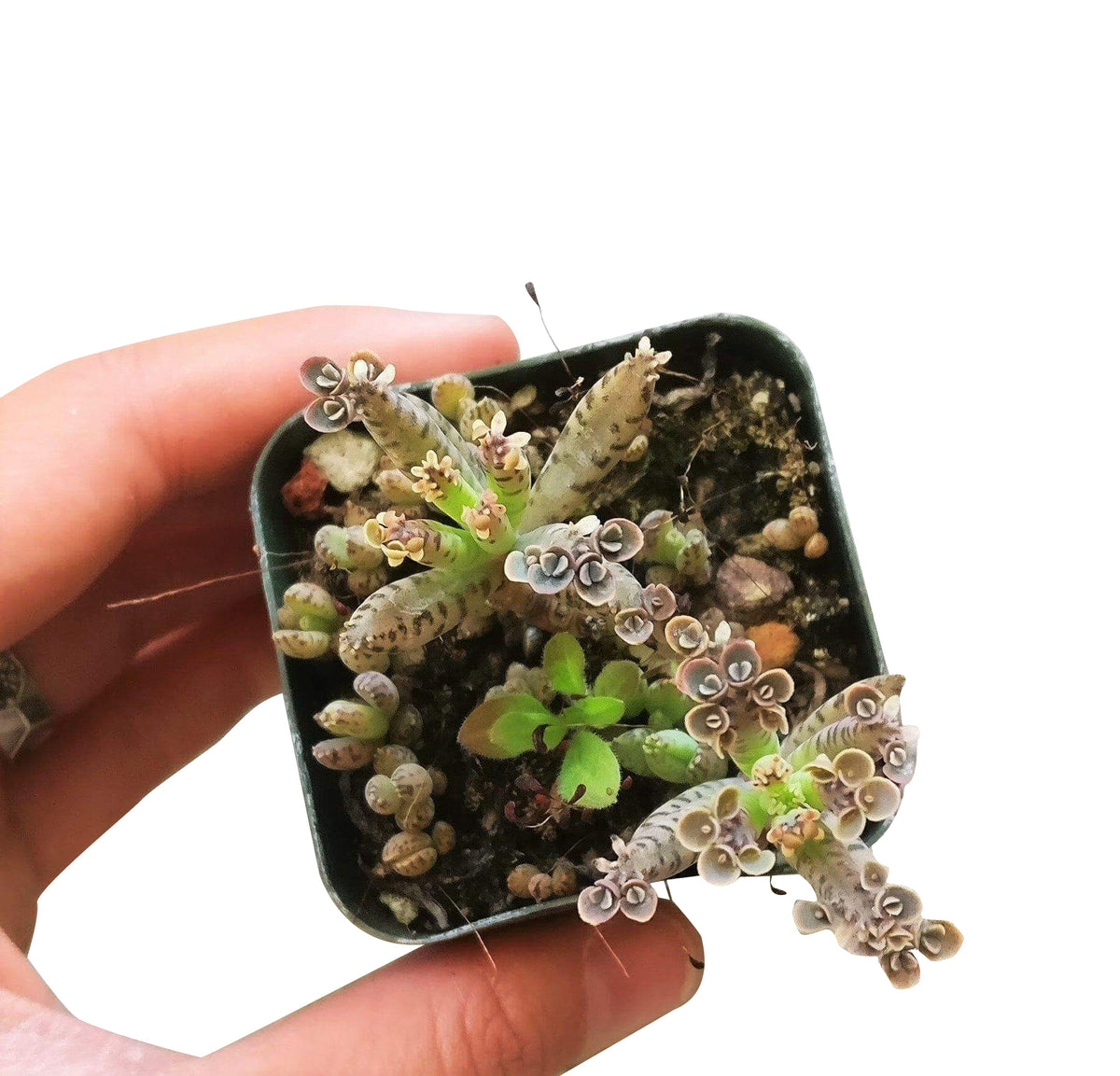 Mother of Millions Kalanchoe, succulent plant, cactus, succulent care guide, succulents store in CA, succulent care tips, succulent care, Rare succulents, Succulents shop near me, Mother of Millions Kalanchoe in California, How to grow Mother of Millions Kalanchoe