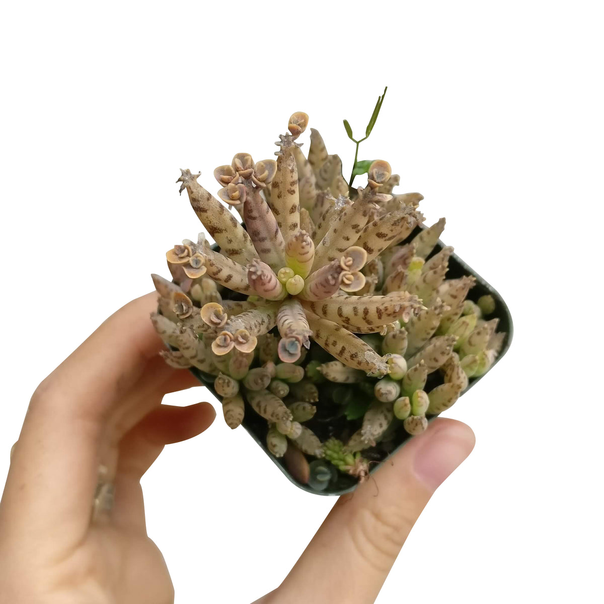 Mother of Millions Kalanchoe, succulent plant, cactus, succulent care guide, succulents store in CA, succulent care tips, succulent care, Rare succulents, Succulents shop near me, Mother of Millions Kalanchoe in California, How to grow Mother of Millions Kalanchoe