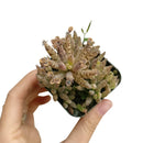 Mother of Millions Kalanchoe, succulent plant, cactus, succulent care guide, succulents store in CA, succulent care tips, succulent care, Rare succulents, Succulents shop near me, Mother of Millions Kalanchoe in California, How to grow Mother of Millions Kalanchoe