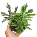 Mother of Thousands Kalanchoe