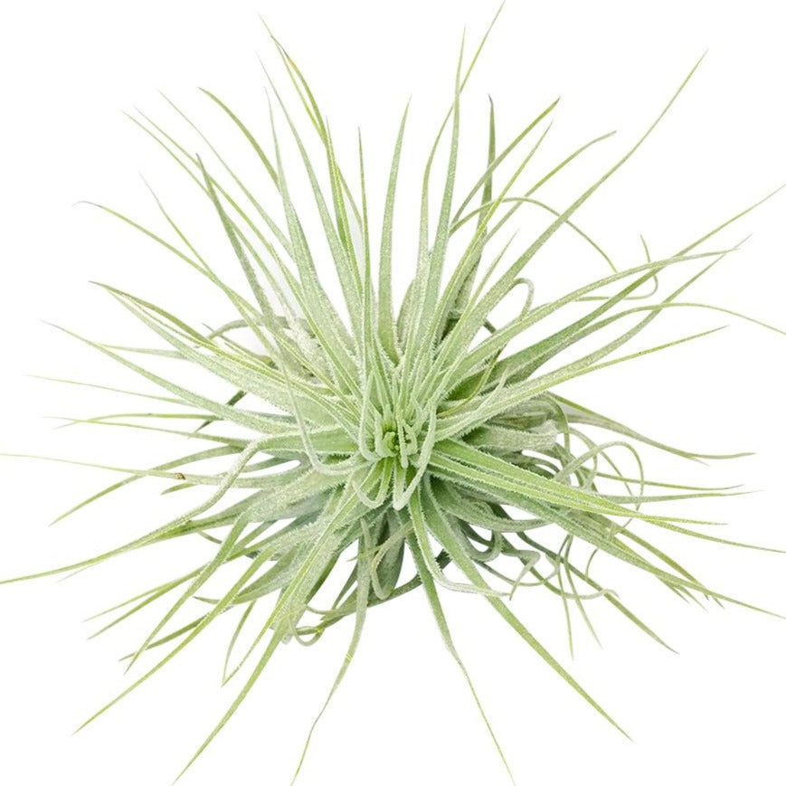 Tillandsia Air Plant Care, Tillandsia Magnusiana Air Plant for sale, How to grow indoor air plant, air plant gift subscription box monthly, air plant decor ideas