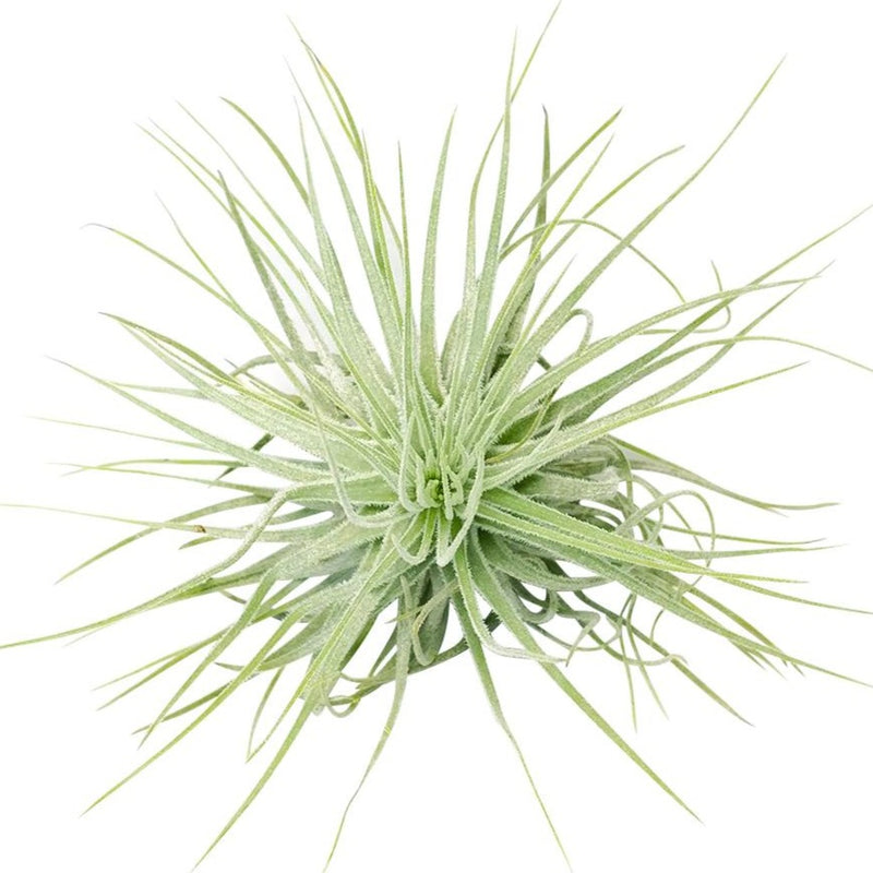 Tillandsia Magnusiana Air Plant | Air Plants Care Guide | Unique Gift ...