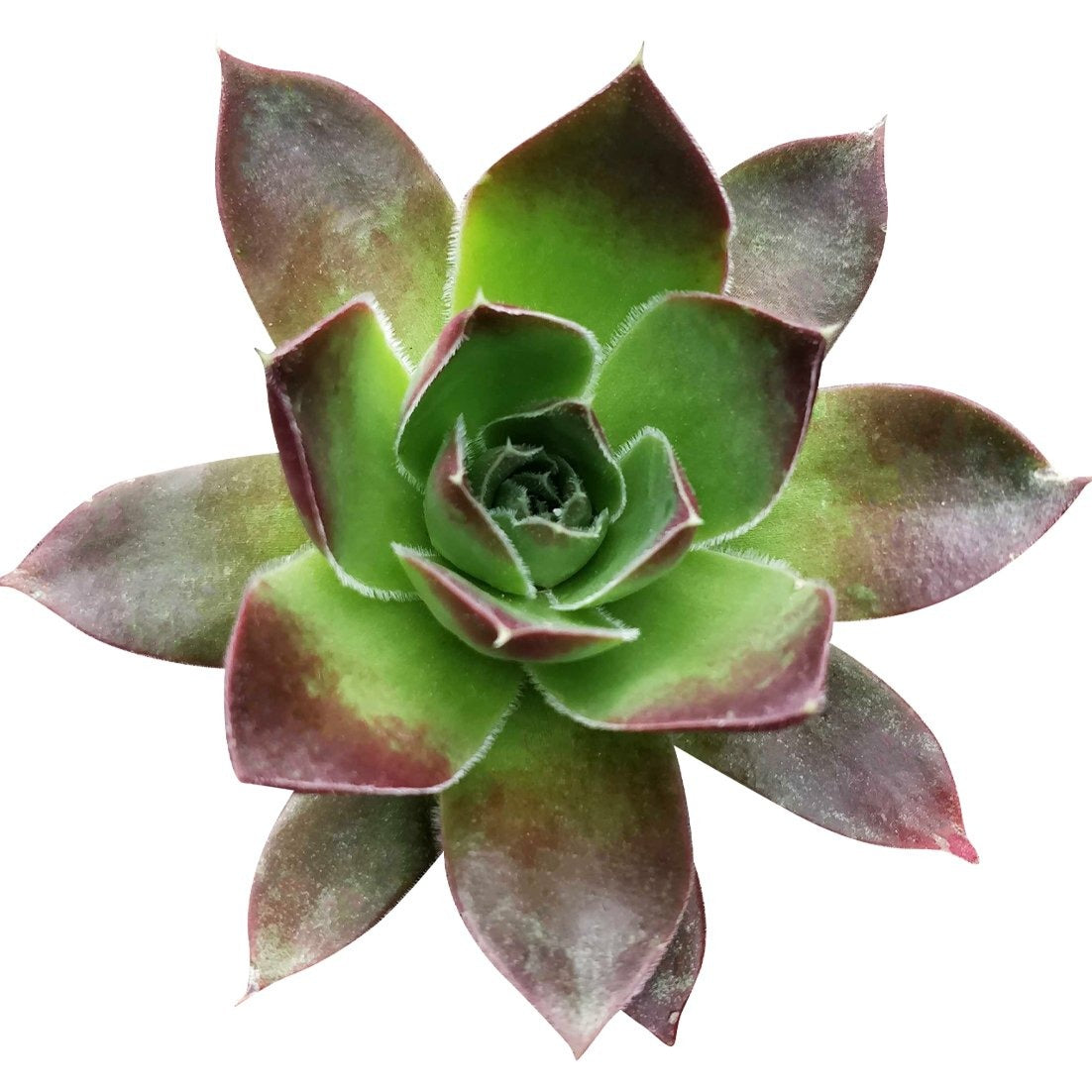mahogany succulent Sempervivum Mahogany Houseleek Succulent & Care Guide | Unique Succulent Gift