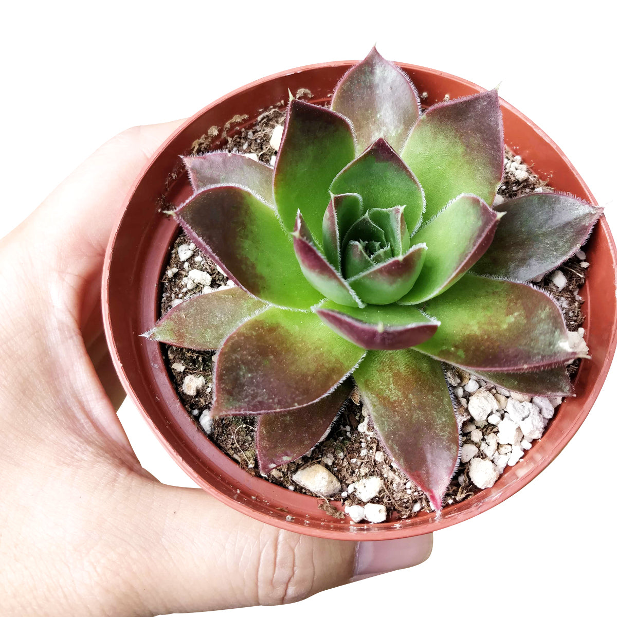 Sempervivum Mahogany Succulent for sale, How to care for Sempervivum Mahogany plant, How to grow Sempervivum Mahogany succulent indoor, Succulent gift ideas, Succulent home decoration. indoor succulents.