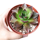 sempervivum mahogany for sale, succulent plant, succulent care guide, Rare succulents, succulent care tips, succulents shop in California, monthly succulents, how to grow succulents, cactus, sempervivum mahogany in California, How to grow sempervivum mahogany. indoor succulents.