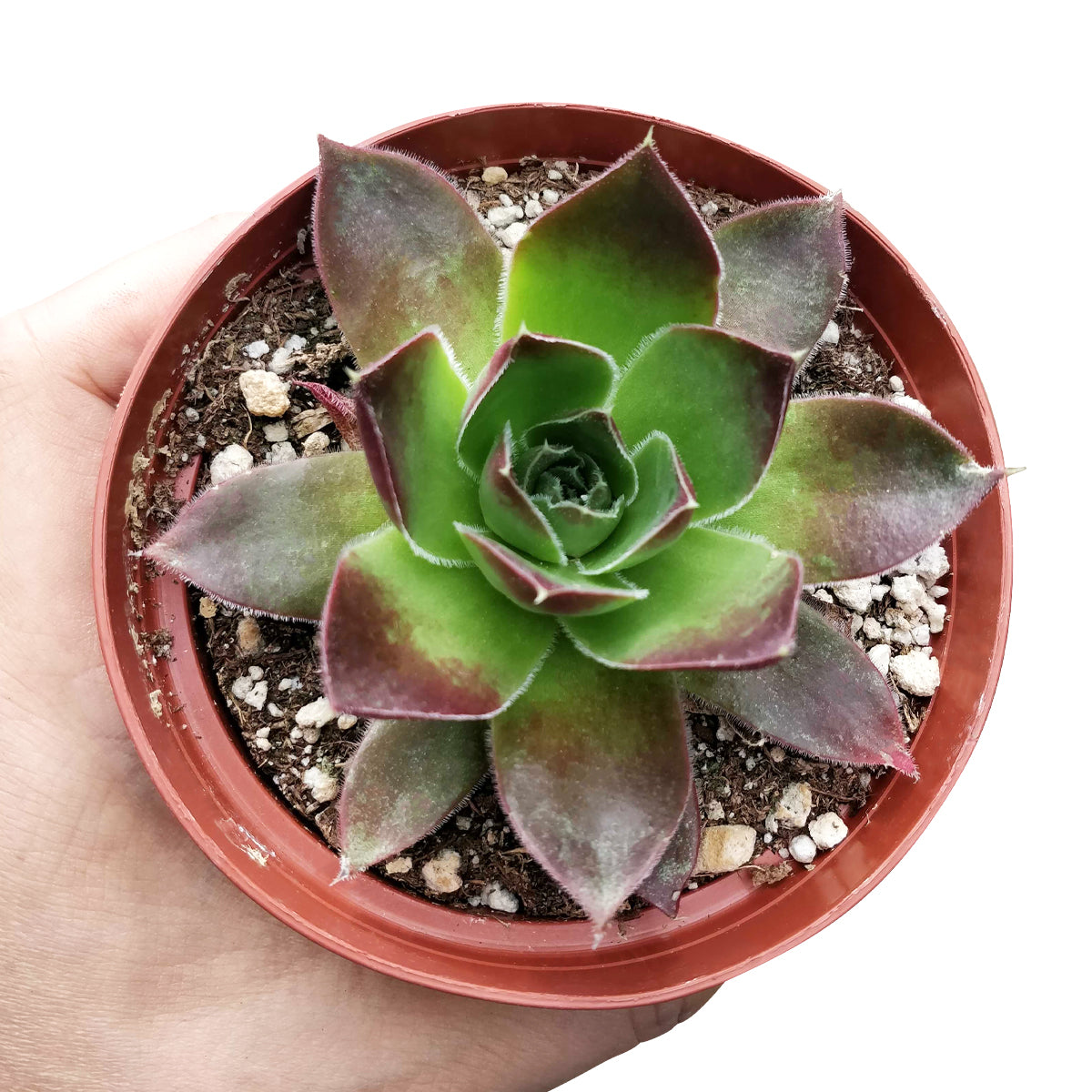 Sempervivum Mahogany Succulent for sale, How to care for Sempervivum Mahogany plant, How to grow Sempervivum Mahogany succulent indoor, Succulent gift ideas, Succulent home decoration. indoor succulents.