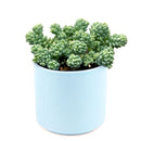 succulent care guide, succulent plant, sedum dasyphyllum major in California, How to grow sedum dasyphyllum major