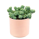 succulent care guide, succulent plant, sedum dasyphyllum major in California, How to grow sedum dasyphyllum major
