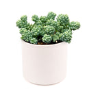 succulent care guide, succulent plant, sedum dasyphyllum major in California, How to grow sedum dasyphyllum major