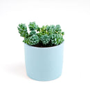 succulent care guide, succulent plant, sedum dasyphyllum major in California, How to grow sedum dasyphyllum major