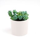 succulent care guide, succulent plant, sedum dasyphyllum major in California, How to grow sedum dasyphyllum major