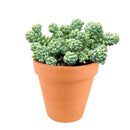 succulent care guide, succulent plant, sedum dasyphyllum major in California, How to grow sedum dasyphyllum major