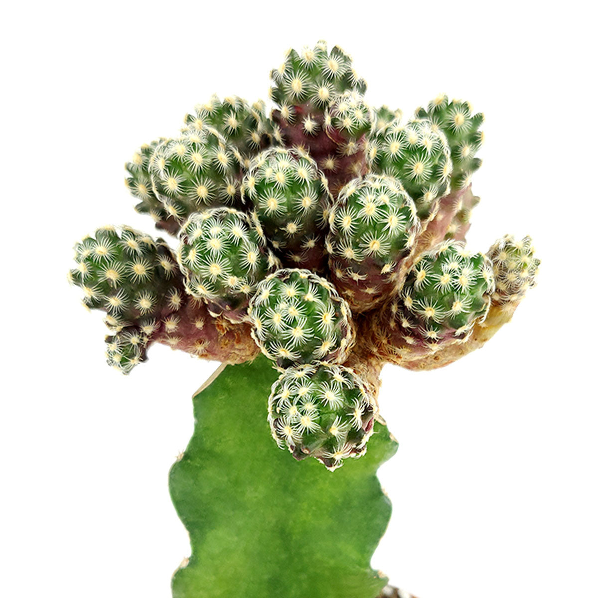 rare cactus and succulents for sale Mammillaria Haudeana Cactus