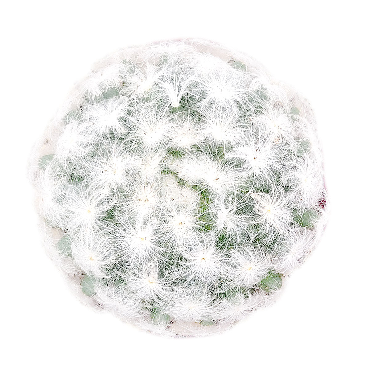 Mammillaria Plumosa &#39;Feather Cactus&#39;, monthly succulents, succulent care, succulent care guide, Succulents shop near me, indoor succulents, succulents garden, cactus, succulent subscription, Mammillaria Plumosa &#39;Feather Cactus&#39; in California, How to grow Mammillaria Plumosa &#39;Feather Cactus&#39; , cactus, cactus succulent, succulent cactus, cacti, cactus and succulents, succulents box, succulent shop, buy succulents online