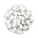 Mammillaria Plumosa &#39;Feather Cactus&#39;, monthly succulents, succulent care, succulent care guide, Succulents shop near me, indoor succulents, succulents garden, cactus, succulent subscription, Mammillaria Plumosa &#39;Feather Cactus&#39; in California, How to grow Mammillaria Plumosa &#39;Feather Cactus&#39; , cactus, cactus succulent, succulent cactus, cacti, cactus and succulents, succulents box, succulent shop, buy succulents online