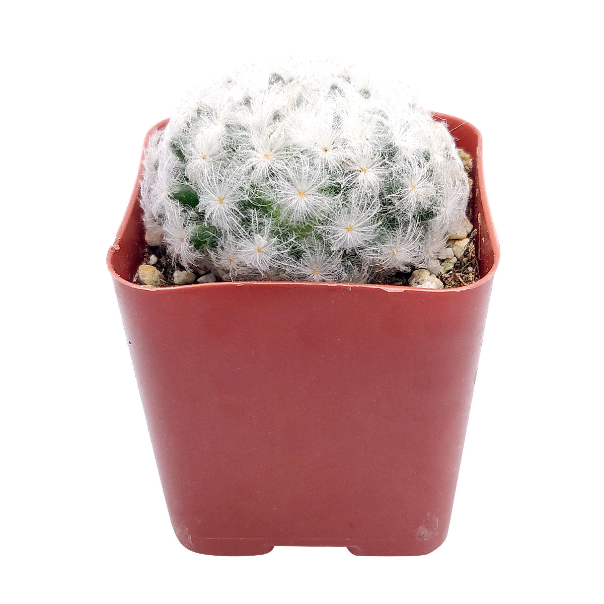 feathery succulent Mammillaria Plumosa 'Feather Cactus' | Succulent Gift Decor Ideas