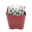 Mammillaria Plumosa &#39;Feather Cactus&#39;, monthly succulents, succulent care, succulent care guide, Succulents shop near me, indoor succulents, succulents garden, cactus, succulent subscription, Mammillaria Plumosa &#39;Feather Cactus&#39; in California, How to grow Mammillaria Plumosa &#39;Feather Cactus&#39; , cactus, cactus succulent, succulent cactus, cacti, cactus and succulents, succulents box, succulent shop, buy succulents online