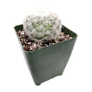 Mammillaria Plumosa &#39;Feather Cactus&#39;, monthly succulents, succulent care, succulent care guide, Succulents shop near me, indoor succulents, succulents garden, cactus, succulent subscription, Mammillaria Plumosa &#39;Feather Cactus&#39; in California, How to grow Mammillaria Plumosa &#39;Feather Cactus&#39; , cactus, cactus succulent, succulent cactus, cacti, cactus and succulents, succulents box, succulent shop, buy succulents online