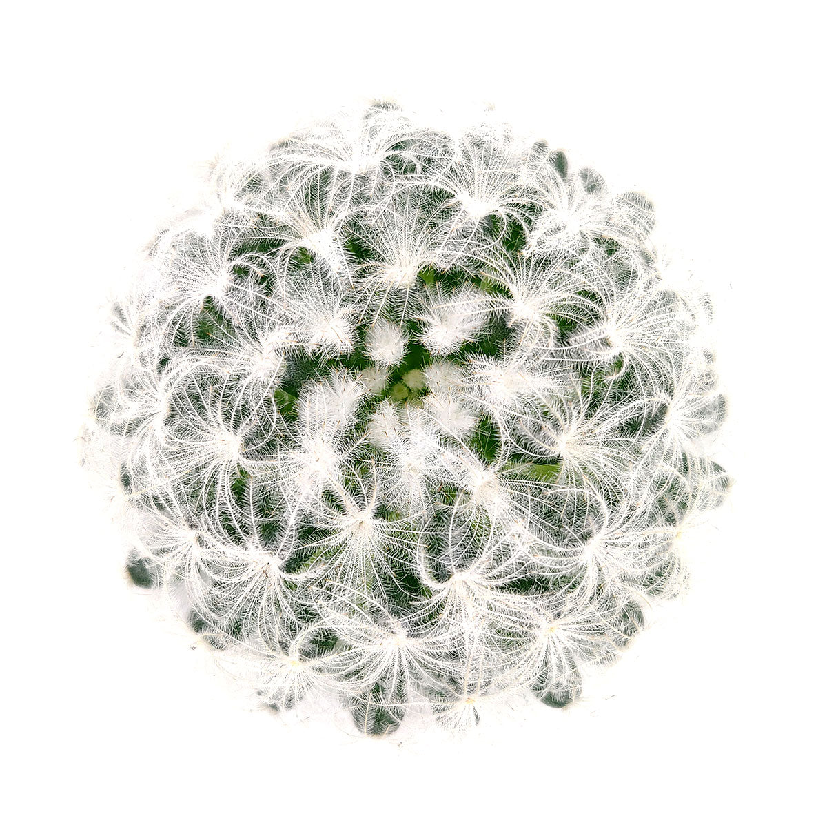 Mammillaria Plumosa &#39;Feather Cactus&#39;, monthly succulents, succulent care, succulent care guide, Succulents shop near me, indoor succulents, succulents garden, cactus, succulent subscription, Mammillaria Plumosa &#39;Feather Cactus&#39; in California, How to grow Mammillaria Plumosa &#39;Feather Cactus&#39; , cactus, cactus succulent, succulent cactus, cacti, cactus and succulents, succulents box, succulent shop, buy succulents online